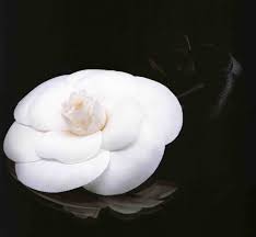 Chanel Camellia Brooch Camellia Is Coco Chanel S Favorite Flower Cocochanel Chanelcamelia Visit Espritdegabrielle Com Camelia De Chanel Camelia Camelias