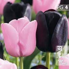 Herbstblumenzwiebeln Einfache Spate Tulpen Pink Diamond Und Queen Of Night Tulipa Hybride Lalele