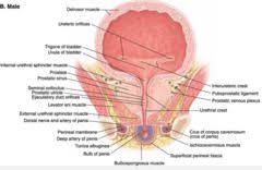 Print 2 Renal Anatomy Quizlet Quizlet Renal Plexus Products Levator Ani