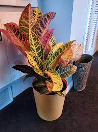 Native to malaysia, the pacific islands, and northern australia, crotons are most often grown as houseplants, but they can be planted in. Croton Magnificent Care How To Grow The Codieaum Variegatum