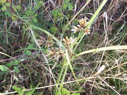 Image result for Pycreus flavidus