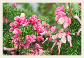 Low growing flowering shrubs australia. Short Sweet Native Shrubs Flower Power