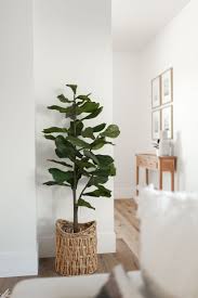 Qvc Faux Fiddle Leaf Fig House Plants Decor Living Room Wood Floor Cozy Living Room Furniture