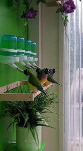 Https Vk Com Club103168611 Buildaviary Pet Bird Cage Bird Aviary Big Bird Cage