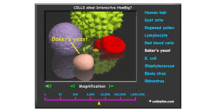 An ant is 5 million nanometers long. Cells Alive Howbig