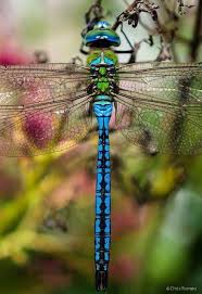 Black And Yellow Dragonfly Canada Pin By Maryann Mcnutt On Just Awesome Looking Dragonfly Photography Dragonfly Insect Dragonfly Photos