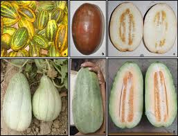 Image result for Cucumis melo