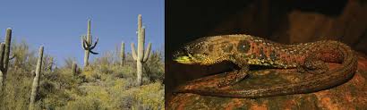 Cactuses are reproducing in smaller numbers, struggling to. Introduction