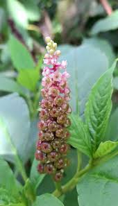 Image result for Phytolaccaceae