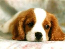 Schattig Super Mooie Achtergronden Jouwweb Nl Schattigste Dieren Honden En Puppies Schattige Dieren