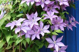 Clematis, die winterhart sind, werden meist draußen ausgepflanzt, wo sie viel raum für ihre anleitung für winterharte sorten. Pflanz Pflegeanleitung Clematis Als Kubelpflanze Native Plants