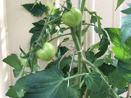 Artikel ini akan membincangkan perkara ini. Cara Mudah Menanam Tomato