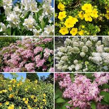 Maybe you would like to learn more about one of these? Summer Flowering Hardy Shrub Collection Yougarden