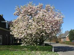 Image result for magnolia soulangeana