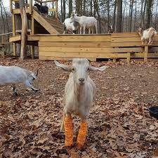 Woman Quits Stressful City Job To Raise Special Needs Baby Goats Loves Every Minute Of It Goats Baby Goats Animal Planet