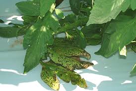 Image result for tomato seedling xanthomonas vesicatoria