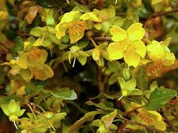Image result for Ochna atropurpurea