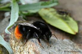 Image result for Bombus lapidarius