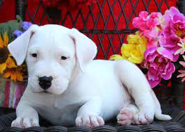 Jul 07, 2021 · current health record: Dogo Argentino Puppies For Sale Greenfield Puppies