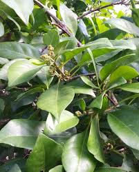 Image result for Pisonia aculeata
