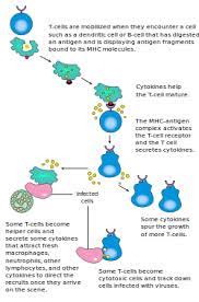 Maybe you would like to learn more about one of these? Adaptive Immune System Wikipedia