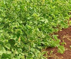 Image result for Lablab