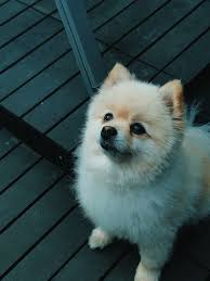 Not officially, teacup dogs are not the same as toy dog breeds and are always smaller. 11 Small Dog Breeds In India With Prices Howitstart