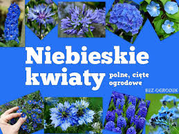 Jakie kwiaty doniczkowe sprawdzą się w kuchennych warunkach? Niebieskie Kwiaty Polne Ciete Ogrodowe Bez Ogrodek Blog Ogrodniczy