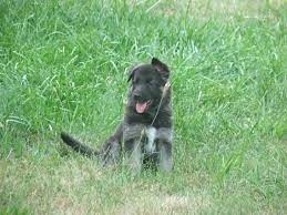 Check spelling or type a new query. Wyman Kennel Akc German Shepherds Midland Michigan