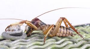 Complete metamorphosis means the insect progresses from egg to larva to pupa to adult. Label The Insect Science Learning Hub
