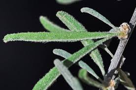 Image result for Rhigozum brevispinosum