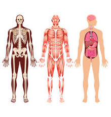 Learn vocabulary terms and more with flashcards games and other study tools. Muscular System Vector Images Over 1 700