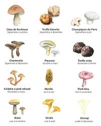 Quand Deguster Les Champignons Cuisine Champignon