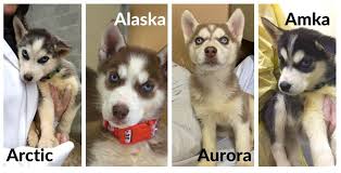 Ways to adopt a puppy for free. 17 Surrendered Husky Puppies Now Available For Adoption News
