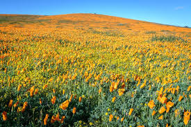 Check spelling or type a new query. Best Places To See Southern California Wildflowers Bright Lights Of America