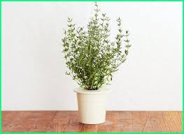 Kabar baiknya, bagi pencinta tanaman yang 'mageran' tetap bisa bertanam tanaman hias. 12 Tanaman Hias Yang Bisa Hidup Di Dalam Air Dunia Fauna Hewan Binatang Tumbuhan Herb Garden Kit Thyme Plant Growing Thyme