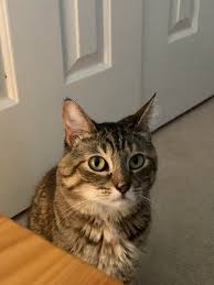 Other types of bone cancer are chondrosarcoma, fibrosarcoma, and hemangiosarcoma. My Cat Mitski Passed Away Suddenly Today Due To Bone Cancer I Miss Her So Much Cats