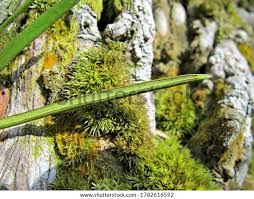 Image result for Vittaria elongata