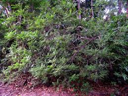 Image result for Clausena anisata