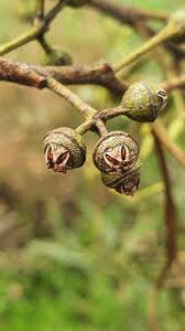 Image result for Eucalyptus tereticornis