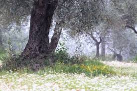 Scientists Just Accidentally Discovered That Trees Share Food With Each Other Growing Olive Trees Tree Olive Tree