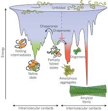Devenez un formateur ou un enseignant pour nager dans un univers jeune prônant l'espoir et le dynamisme. Molecular Chaperones In Protein Folding And Proteostasis Nature