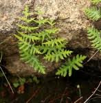 Image result for Cheilanthes angustifrondosa