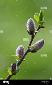 Image result for Goat Willow