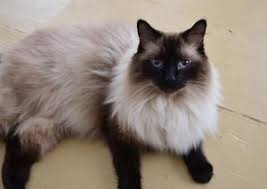 Gorgeous litter and superb quality! Balinese Long Haired Siamese Kittens Hypoallergenic Ottawa Ottawa Gatineau Area Image 4 Cat Breeds Long Hair Cat Breeds Hypoallergenic Cats