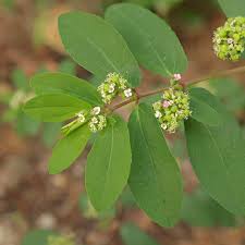 Image result for Euphorbia ophthalmica