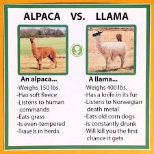 The Difference Between Alpacas And Lamas Alpaca Funny Alpaca Vs Llama Funny Llama
