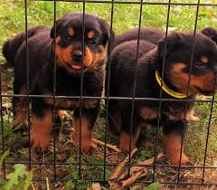 Rottweiler puppies available: $250 Deposit, $750 due upon pickup a ...