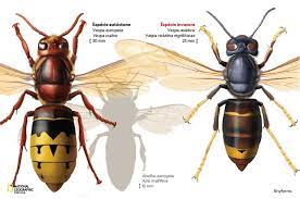 Each abdominal segment has a narrow posterior. As Vespas Asiaticas Vieram Para Ficar