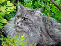 Das markieren ist ein angeborenes verhalten beim kater, welches jedoch nicht bei allen tieren sogleich zu erkennen ist. Markierverhalten Von Katzen Und Das Territorium